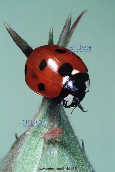 : 7-SPOT LADYBIRD - feeding on aphids : 7-SPOT LADYBIRD - feeding on aphids