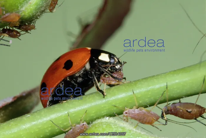 : 7-SPOT LADYBIRD - feeding on Greenfly : 7-SPOT LADYBIRD - feeding on Greenfly