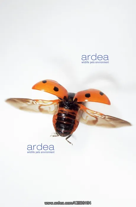 : 7-spot Ladybird - In flight : 7-spot Ladybird - In flight