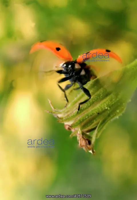 : 7-Spot LADYBIRD - in flight, landing by flower : 7-Spot LADYBIRD - in flight, landing by flower