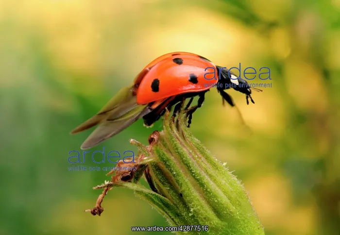 : 7-Spot LADYBIRD - on flower : 7-Spot LADYBIRD - on flower