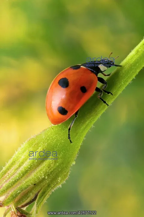 : 7-Spot LADYBIRD - on flower : 7-Spot LADYBIRD - on flower