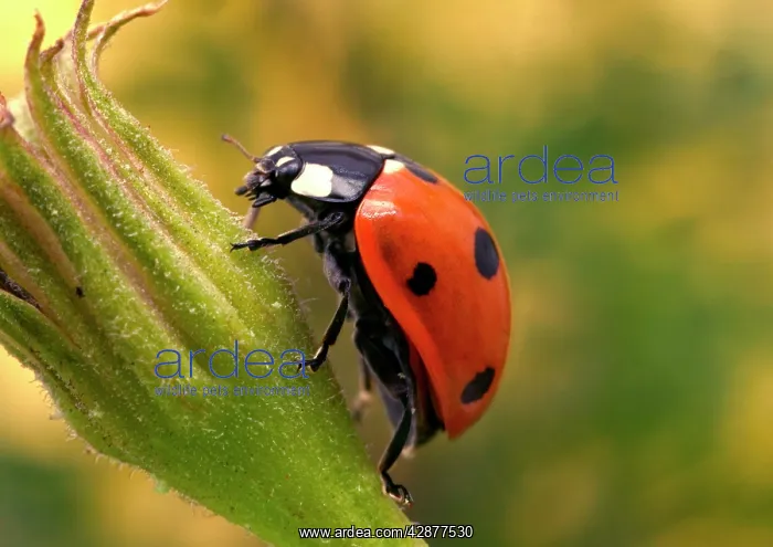 : 7-Spot LADYBIRD - on flower : 7-Spot LADYBIRD - on flower