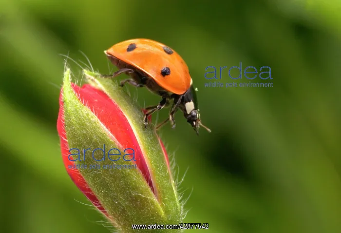 : 7-Spot LADYBIRD - on flower : 7-Spot LADYBIRD - on flower