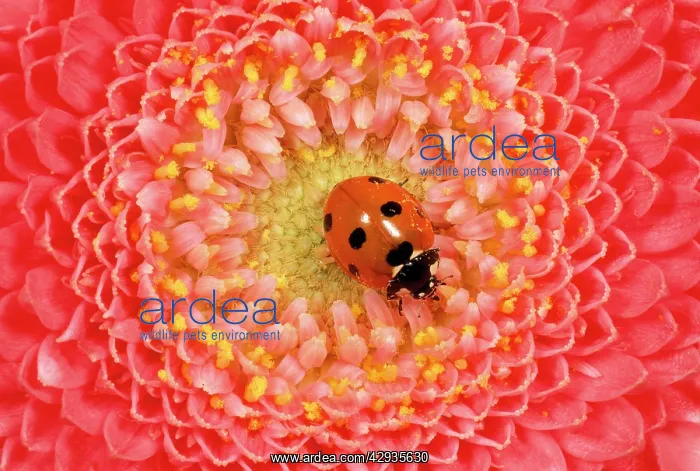 : 7-spot ladybird - on flower : 7-spot ladybird - on flower