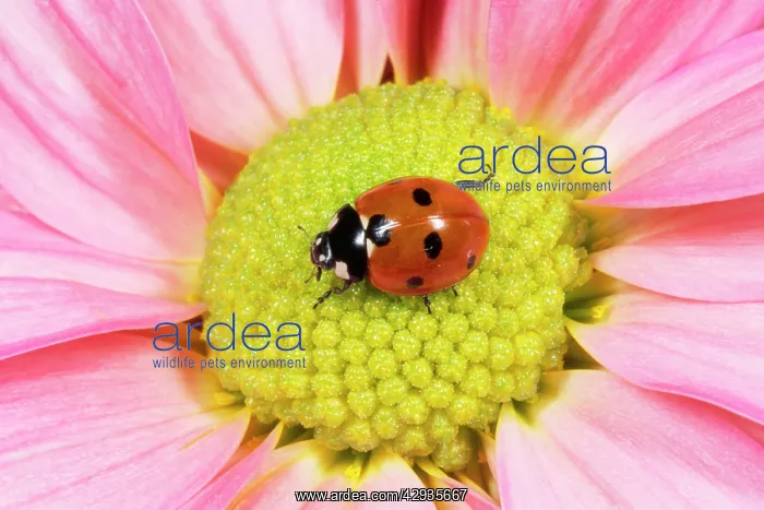 : 7-spot Ladybird - on flower : 7-spot Ladybird - on flower