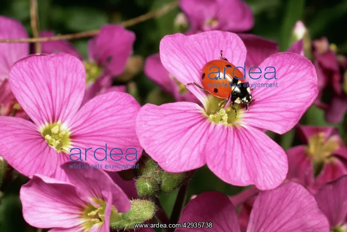 : 7-SPOT LADYBIRD - On flower of Aubretia : 7-SPOT LADYBIRD - On flower of Aubretia