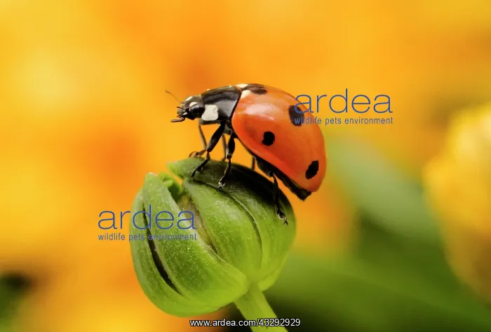 : 7-Spot LADYBIRD - on flower bud : 7-Spot LADYBIRD - on flower bud
