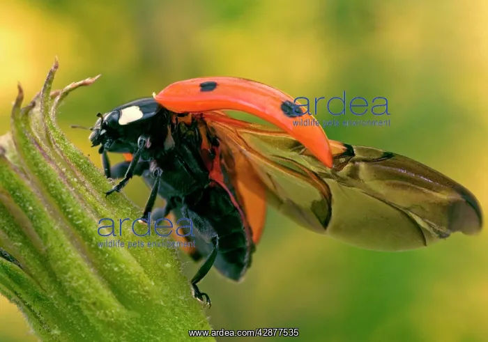 : 7-Spot LADYBIRD - on flower with open wings : 7-Spot LADYBIRD - on flower with open wings