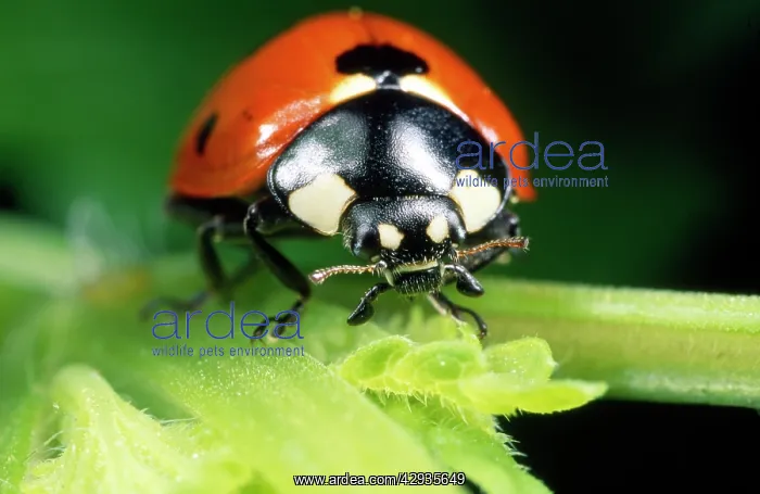 : 7-spot Ladybird - head in close-up : 7-spot Ladybird - head in close-up