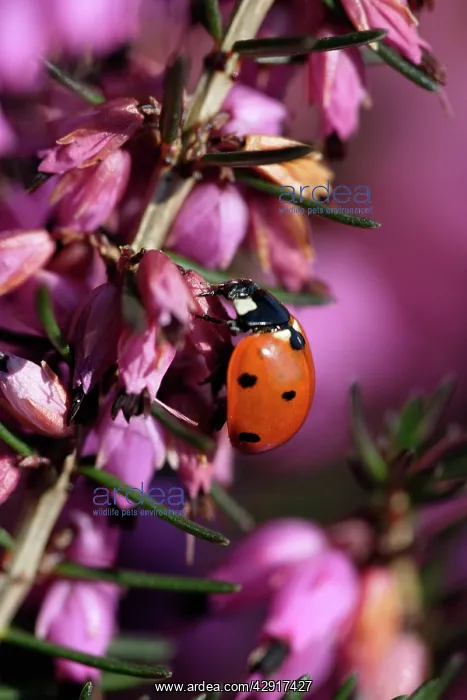 : 7-Spot Ladybird - on heather blossom : 7-Spot Ladybird - on heather blossom
