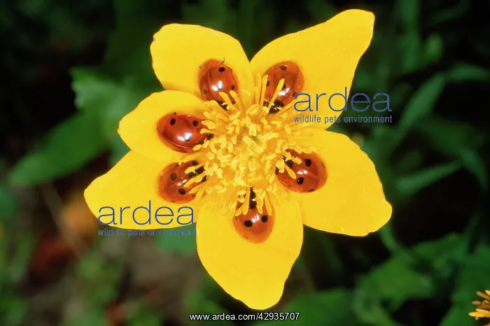 : 7-Spot Ladybird - on marsh marigold : 7-Spot Ladybird - on marsh marigold