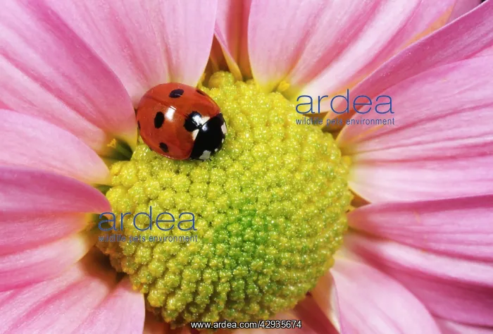 : 7-SPOT LADYBIRD - PINK FLOWER : 7-SPOT LADYBIRD - PINK FLOWER