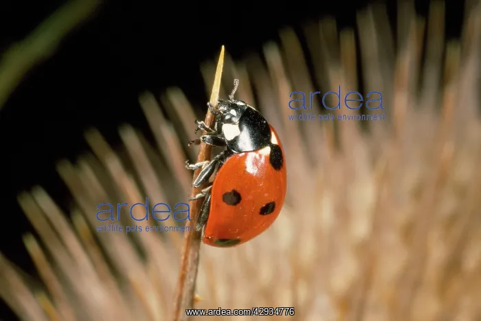 : 7-spot Ladybird - on seed head of Teasel : 7-spot Ladybird - on seed head of Teasel