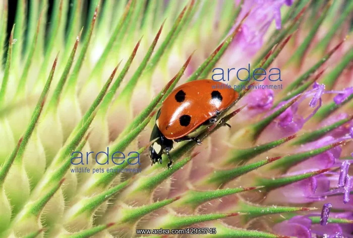 : 7-spot Ladybird - on seed head of Teasel : 7-spot Ladybird - on seed head of Teasel