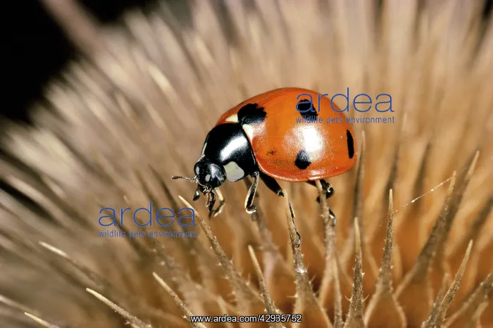 : 7-Spot Ladybird - On seed head of teasel : 7-Spot Ladybird - On seed head of teasel