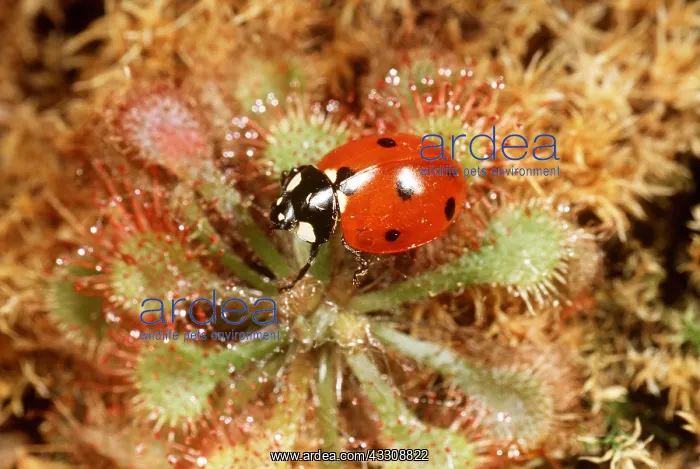 : 7-SPOT LADYBIRD - trapped on sundew : 7-SPOT LADYBIRD - trapped on sundew
