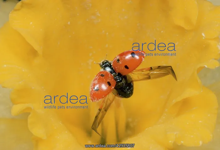 : 7-spot Ladybird - unfurling wings : 7-spot Ladybird - unfurling wings