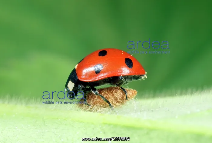 : 7-Spot Ladybird on wasp parasite pupa : 7-Spot Ladybird on wasp parasite pupa