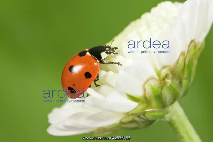 : 7-Spot Ladybird on White Flower : 7-Spot Ladybird on White Flower