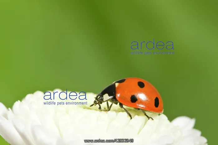 : 7-Spot Ladybird on White Flower : 7-Spot Ladybird on White Flower