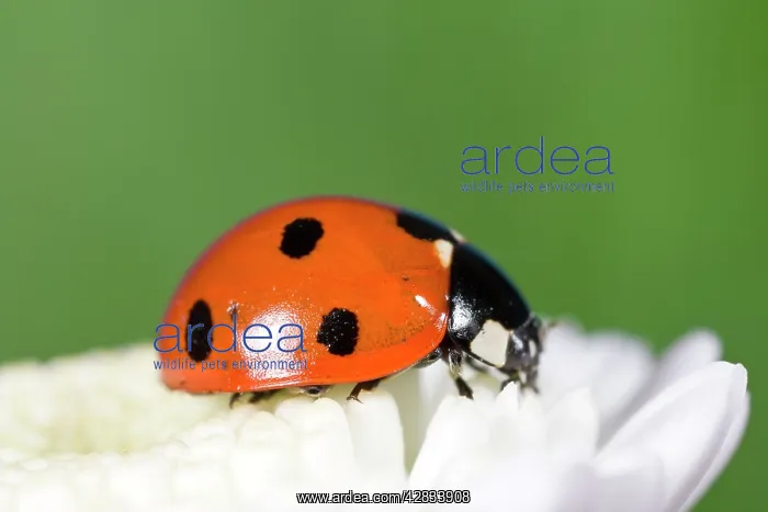 : 7 Spot Ladybird on White Flower : 7 Spot Ladybird on White Flower
