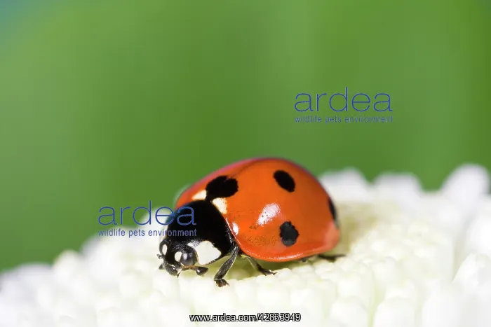 : 7-Spot Ladybird on White Flower : 7-Spot Ladybird on White Flower