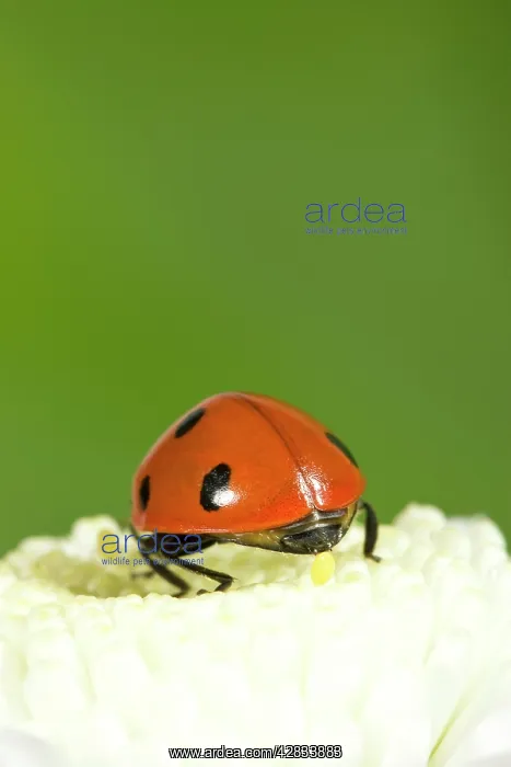 : 7-Spot Ladybird on White Flower laying eggs : 7-Spot Ladybird on White Flower laying eggs