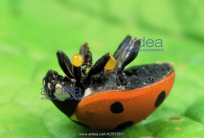 : 7-spot Ladybirds - on back, autobleeding : 7-spot Ladybirds - on back, autobleeding
