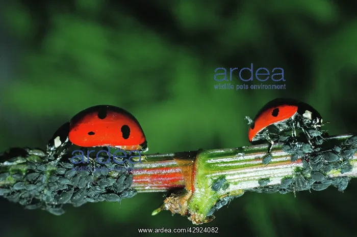 : 7-SPOT LADYBIRDS - Eating Aphids : 7-SPOT LADYBIRDS - Eating Aphids