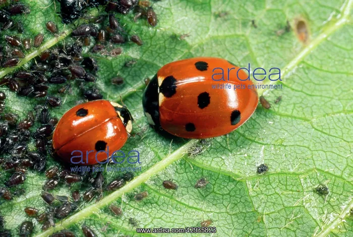 : 7-spot Ladybirds - feeding on aphids : 7-spot Ladybirds - feeding on aphids