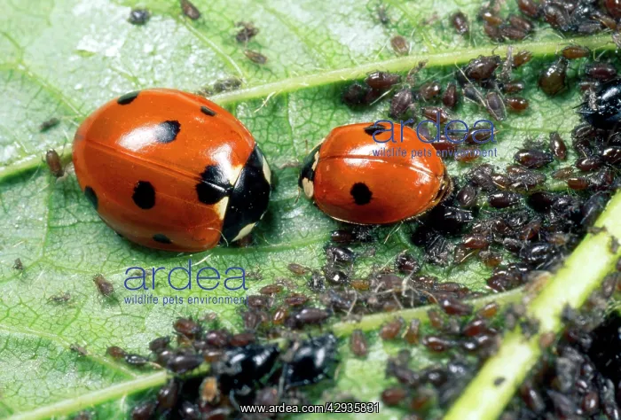 : 7-spot Ladybirds - feeding on aphids : 7-spot Ladybirds - feeding on aphids