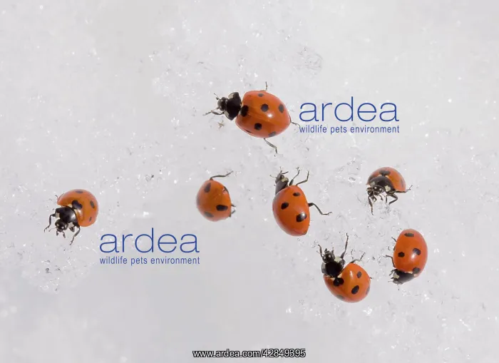 : 7-spot ladybirds gathered en masse in the snow : 7-spot ladybirds gathered en masse in the snow