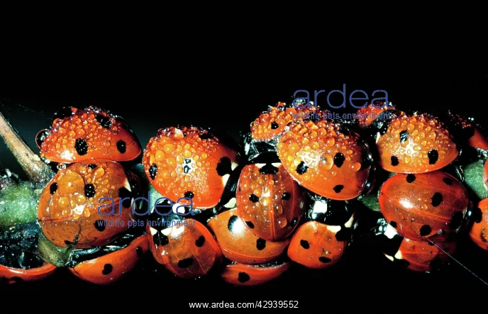 : 7 Spot Ladybirds - group covered in water drops : 7 Spot Ladybirds - group covered in water drops
