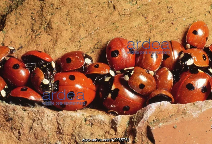 : 7-spot Ladybirds - hibernating : 7-spot Ladybirds - hibernating