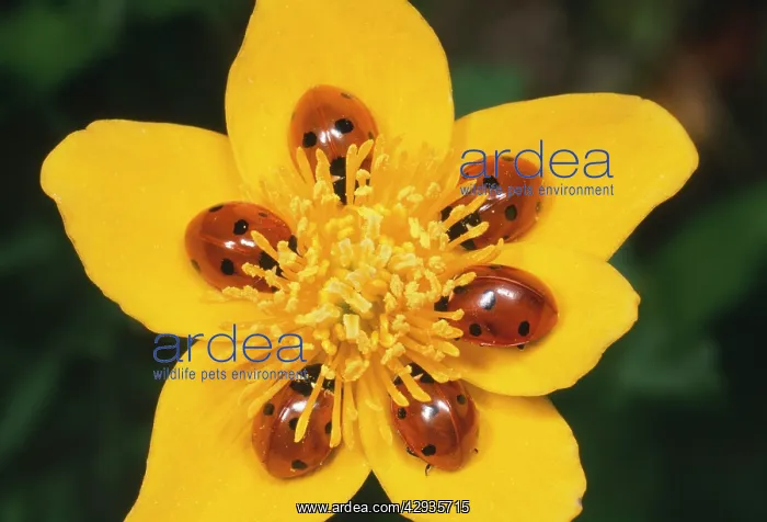 : 7-spot Ladybirds - on Marsh Marigold : 7-spot Ladybirds - on Marsh Marigold