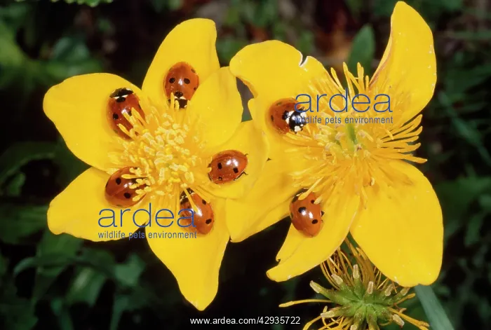 : 7-spot Ladybirds - on Marsh Marigold : 7-spot Ladybirds - on Marsh Marigold