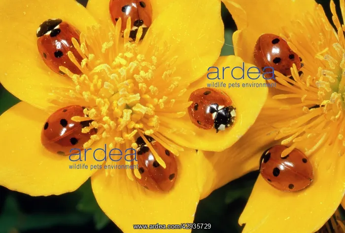 : 7-spot Ladybirds - on Marsh Marigold : 7-spot Ladybirds - on Marsh Marigold