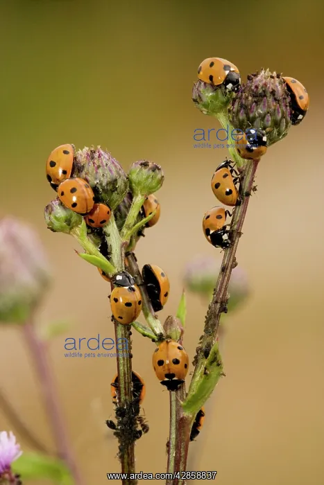 : 7-spot ladybirds - voraciously devouring aphids : 7-spot ladybirds - voraciously devouring aphids