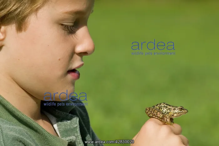 : 7 year old boy with Pickerel Frog in hand : 7 year old boy with Pickerel Frog in hand