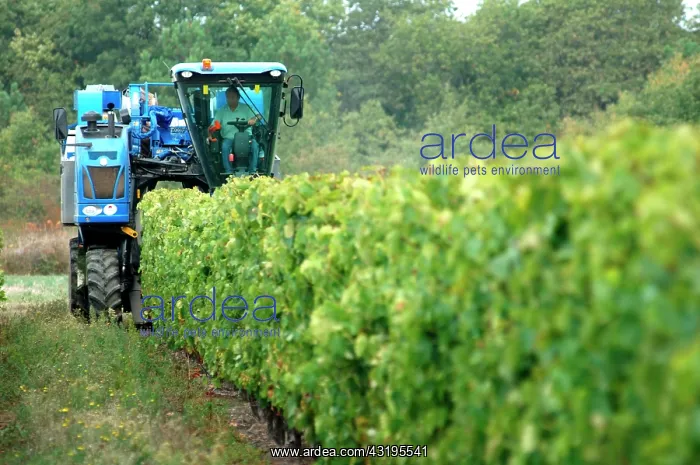 : Most of the 700 hectares of vineyards are located : Most of the 700 hectares of vineyards are located