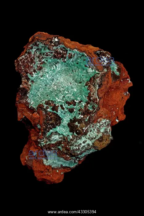 : 80178936 Aurichalcite Mapimi, Mexico John Cancalosi : 80178936 Aurichalcite Mapimi, Mexico John Cancalosi