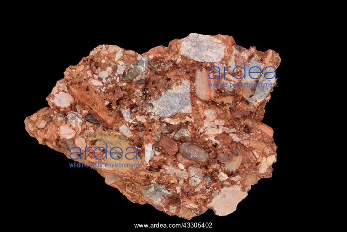 : 80178937 Leesburg Conglomerate Rock - sedimentary : 80178937 Leesburg Conglomerate Rock - sedimentary