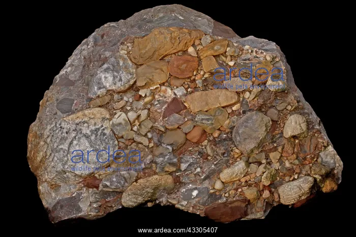 : 80178938 Leesburg Conglomerate Rock - sedimentary : 80178938 Leesburg Conglomerate Rock - sedimentary