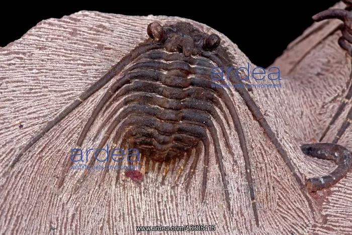 : 80178939 Fossil Trilobite - Devonian, I harder formation : 80178939 Fossil Trilobite - Devonian, I harder formation