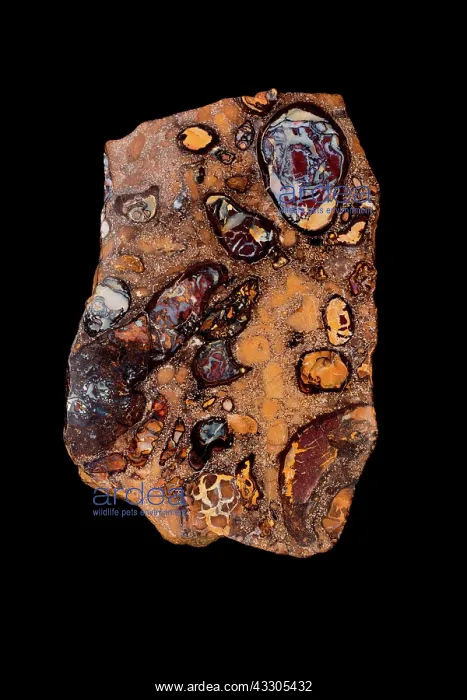 : 80178942 Boulder Opal Queensland, Australia John : 80178942 Boulder Opal Queensland, Australia John