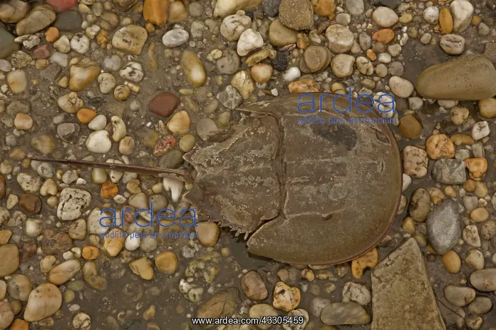 : 80178946 Atlantic Horseshoe Crab - coming ashore : 80178946 Atlantic Horseshoe Crab - coming ashore