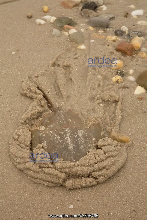 : 80178947 Atlantic Horseshoe Crab - coming ashore : 80178947 Atlantic Horseshoe Crab - coming ashore
