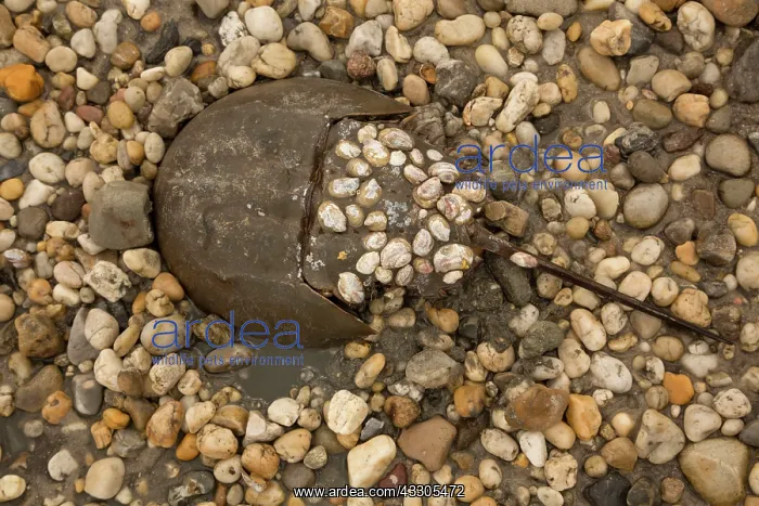 : 80178948 Atlantic Horseshoe Crab - coming ashore : 80178948 Atlantic Horseshoe Crab - coming ashore