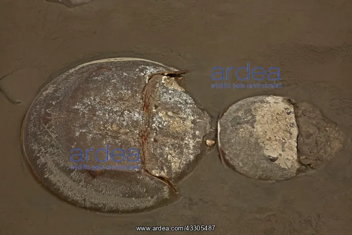 : 80178950 Atlantic Horseshoe Crab - coming ashore : 80178950 Atlantic Horseshoe Crab - coming ashore